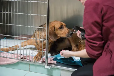 Lubelskie Centrum Małych Zwierząt - weterynarz Lublin 24h